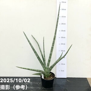 yi͂zTXxA 3.5 gCfg Trident iS193j| t02-D2