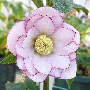 NX}X[Y ɐ݂ 3.5 bR01-D1