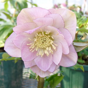 NX}X[Y ɐ݂ 3.5 bR01-D1