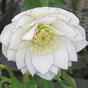 NX}X[Y ɐ݂ 3.5 sbR01-D1