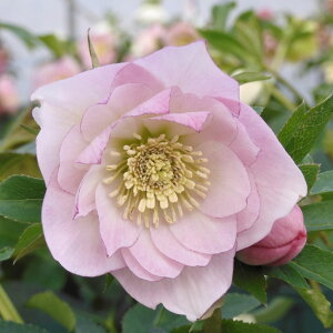 NX}X[Y ɐ݂ 3.5 ق̂bR01-D1