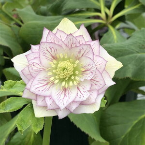 NX}X[Y ɐ݂ 3.5 ʋbR01-D1