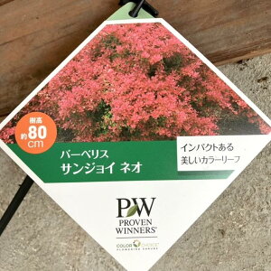 PW o[xX TWC lI 5bԖ04-PA