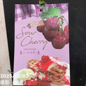 サワーチェリー 酸果桜桃 ノーススター 4.5号|果樹04-PA