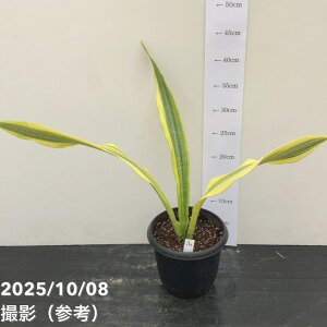 yi͂zTXxA 5 [CiS196jbϗt02-D2