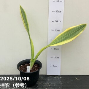 yi͂zTXxA 4 [CiS197jbϗt02-D2