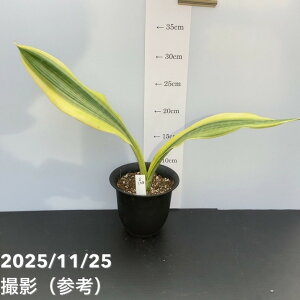 yi͂zTXxA 4 [CiS198jbϗt02-D2