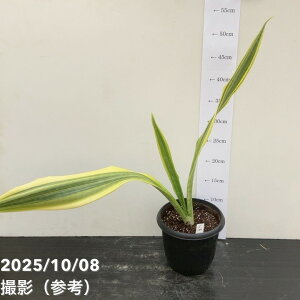 yi͂zTXxA 5 [CiS199jbϗt02-D2