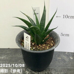 yAIi͂zTXxA 3 _ YdliS200jbϗt02-D2