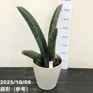 yi͂zTXxA 5 x[X{[obg viS203jbϗt02-D2