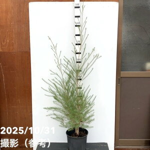 EJ fBJeB[c[ 8 cbԖ10-TN