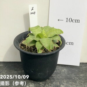 yAIi͂zTXxA 3 Yellow Rose CG[[Y vdliS205jbϗt02-D2