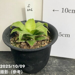 yAIi͂zTXxA 3 Yellow Rose CG[[Y vdliS206jbϗt02-D2