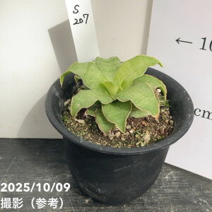 yAIi͂zTXxA 3 Yellow Rose CG[[Y vdliS207jbϗt02-D2