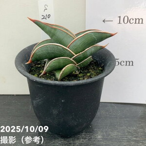 yi͂zTXxA 3 _ iS210jbϗt02-D2