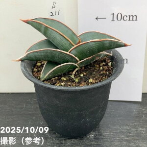 yi͂zTXxA 3 _ iS211jbϗt02-D2