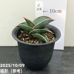 yi͂zTXxA 3 _ iS212jbϗt02-D2