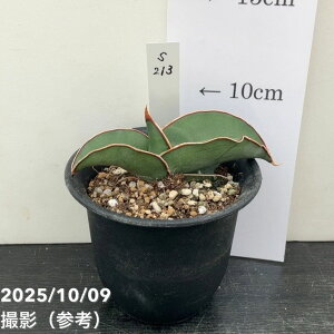 yi͂zTXxA 3 oii iS213jbϗt02-D2