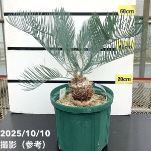 yAIi͂zTCJX JCVAiiu[\ecj10Xbgbϗt01-D1