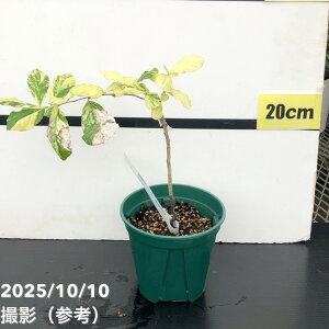 yi͂ AzfBIXsX hJNX Diospyros rhodocalyx 5 No.1bϗt01-D1