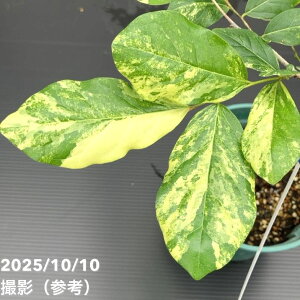 yi͂ AzfBIXsX hJNX Diospyros rhodocalyx 5 No.3bϗt01-D1