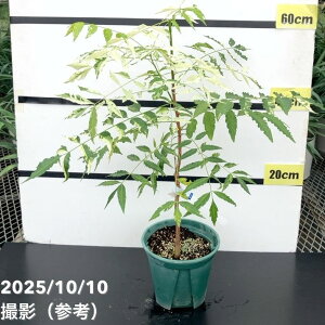 yi͂ Azj[ Azadirachta SPP. 5 No.1bϗt01-D1