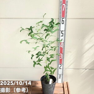 エリスリナ グリーンバタフライ 4.5号|花木04-PA