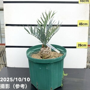 yAIi͂zGZt@gX [}jCi[}\ecjEncephalartos lehmannii 10 bϗt01-D1