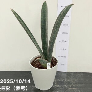 yi͂zTXxA 5 x[X{[obg viS216jbϗt02-D2