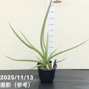 yi͂zTXxA 5 _VOhSiS217jbϗt02-D2