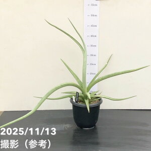 yi͂zTXxA 5 _VOhSiS218jbϗt02-D2