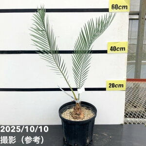 yAIi͂z}NU~A }Nhl[ Macrozamia macdonnellii 6Xbgi3jbϗt01-D1