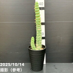 yԌXgA|Cg10{Izyi͂z[LjA JX^lA XsX 4i1jږ؂낵bϗt10-TU