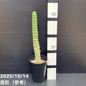 yi͂z[LjA JX^lA XsX 4i4jږ؂낵bϗt10-TU