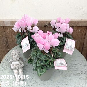 K[fVN [W[O[ Rosy Glow 3×3Zbgb04-PA