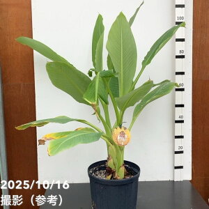 nN@i`ELj8 bs200b10-TU