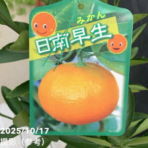 みかん 日南早生 4号ロングポット 1年生苗|柑橘|果樹04-PA