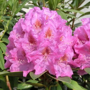 VNiQ X[p[[fB[ 6 hV[bԖ01-D1