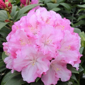 VNiQ X[p[[fB[ 6 sNNEhbԖ01-D1