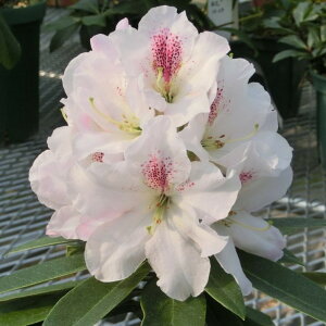 VNiQ X[p[[fB[ 6 }hibԖ01-D1