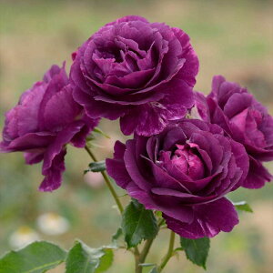 [̒ڃo ~Xe[Y 7 Dorieuxbs200bԖ04-PA