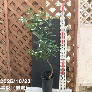 ^J 5O|bg 2Nbkbʎ04-PA