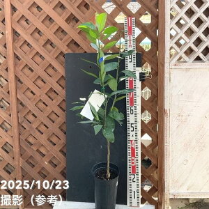 ݂ 쑁 5O|bg 2Nbkbʎ04-PA