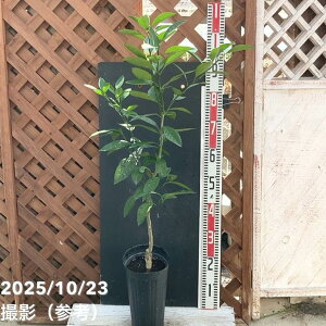 ݂ c 5O|bg 2Ncbkbʎ04-PA