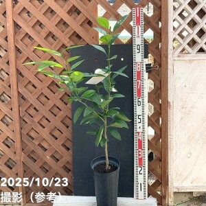 ݂ 1 5O|bg 2Ncbkbʎ04-PA