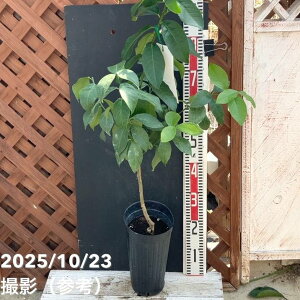  gQȂ IX{ 5O|bg 2Ncbʎ04-PA