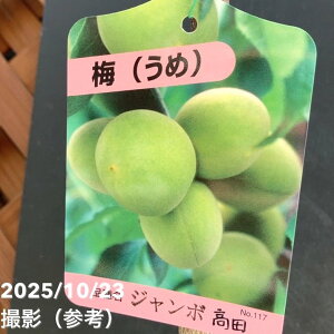 実梅 ジャンボ高田4号ロングポット|果樹04-PA