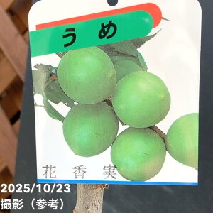 ~ ԍi݁j 4O|bgbʎ04-PA