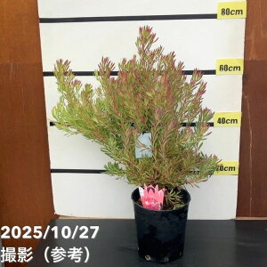 yi͂z[Jfh ][C 7bԖ10-TU