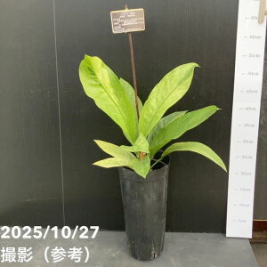 �A���X���E�� �t�[�P���[������ 5�������O�|�b�g�b�ϗt10-TU